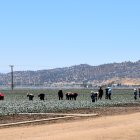 Personas recogiendo un cultivo, en Bakersfield (Estados Unidos).