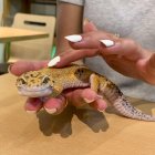 Una persona sostiene un gecko leopardo en una cafetería.