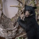 Zoológico de Quito inicia la construcción de un refugio para Sisa, la cría de oso andino rescatada.