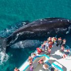 Fotografía que muestra un grupo de personas durante un avistamiento de ballenas en Chubut (Argentina).