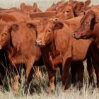 Un prototipo diseñado por la UTEG permite detectar enfermedades, optimizar el manejo del hato y mejorar la rentabilidad de los pequeños productores.