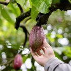 Desde el 7 de agosto entró en vigencia el pago del arancel del 15 % por la entrada de productos ecuatorianos a EE.UU.