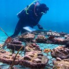 Proyecto. Un buzo observando los arrecifes de coral en las Islas Galápagos, como parte del proyecto de siembra para recuperar los supercorales.
