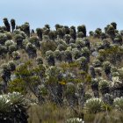 Biodiversidad. Imagen de los páramos andinos en la sierra de Ecuador.