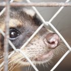 Los animales silvestres que son rescatados en Guayaquil se someten a un proceso largo de reinserción a su hábitat.
