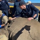 Marcas. Científicos marcan con isótopos radiactivos los cuernos.