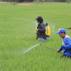 Agricultores fumigan un cultivo de arroz.