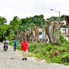 Al menos diez árboles fueron "mochados" en Las Garzas, norte de Guayaquil.