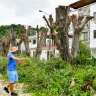TALA INDESCRIMINADA DE ARBOLES EN LA URBANIZACION LAS GARZAS FOTOGRAFO: FRANCISCO FLORES PERIODISTA: CARLOS PINO FECHA: 14-08-2025 AG-EXTERNOS