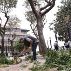 La tala fue el pasado 13 de agosto de 2025.