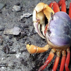 Durante la veda, está prohibida la captura y comercialización del cangrejo rojo y azul en Ecuador para proteger su proceso de muda.