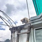 Situación. A este perrito lo abandonaron en la terraza de una vivienda en Quito.