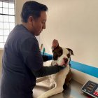 El perrito recibe atención veterinaria y una evaluación etológica.