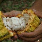 La exportación de cacao y elaborados alcanzó en el primer semestre de 2025 $ 2.310,5 millones.