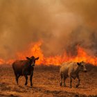 Imagen de vacas huyendo de las llamas la semana pasada durante un incendio forestal en  Portugal.