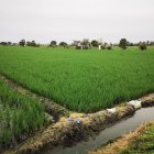 Los cultivos de arroz en Los Ríos y Guayas enfrentan el avance de la plaga sogata