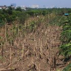 Imagen de archivo tomada el 24 de septiembre de 2024 en Hanói, Vietnam, que muestra plátanos caídos en un campo tras el tifón Yagi.