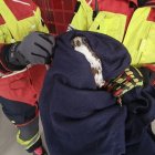 Bomberos rescataron a un águila que quedó atrapada en un cerramiento en el norte de Quito.