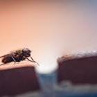 Acaba con las moscas sin insecticidas dañinos. Te enseñamos 3 métodos seguros para niños y mascotas