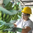 Alistan el banano de Ecuador para ser exportado.
