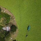 Fotografía aérea que muestra el lago Suchitlán afectado por la planta acuática Pistia Stratiotes este jueves, en Cuscatlán (El Salvador).