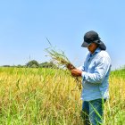 El ingeniero Kléber Rugel analiza un cultivo afectado por sogata y otras plagas.