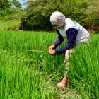 Un agricultor trabaja en su cultivo de arroz en Santa Lucía.