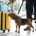 Referencial. En el interior se encontraron 60 bloques rectangulares envueltos en cinta adhesiva