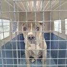 Operativo de la AMC en Guamaní y Quitumbe permitió rescatar a mascotas que estaban en malas condiciones.