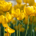 Regalar flores amarillas el 21 de septiembre se ha vuelto una tradición viral en redes sociales.