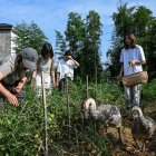 Chen Yani (der.), recoge chiles con amigas e invitadas en una granja de un espacio de convivencia femenina llamado "El Espacio Imaginativo de Keke" en Hangzhou, provincia de Zhejiang (China).