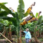 El ingeniero Víctor H. Quimí analiza plantas de banano en Ecuador.