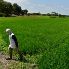 Un agricultor trabajando en un cultivo de arroz en Santa Lucía.