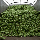 El Ejecutivo ecuatoriano podrá establecer el precio del banano mientras se define el coste real de producción.