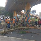 Aunque el árbol cayó sobre los vehículos, el incidente no dejó personas heridas en el norte de Quito.