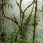 Bosque. Machay, situado en la provincia de Tungurahua, abarca una superficie de 1.164,898 hectáreas.