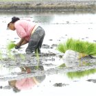 Una persona trabaja en sembrar plantas de arroz en el Guayas.