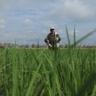 Labor. Un agricultor trabaja en su finca donde tiene un cultivo de arroz, en la provincia de Guayas.