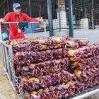 La segunda veda del cangrejo en este 2025 está próxima a culminar.