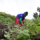 El Bono Raíces está destinado a personas con necesidades económicas que se dediquen a actividades agropecuarias.