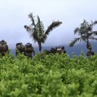 Los soldados se alejan entre plantaciones de coca después de que las comunidades locales los obligan a abandonar su base militar cerca de El Plateado.