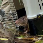 Guanta fue reintroducida a su hábitat