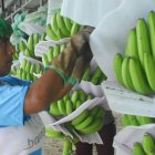 Entre enero y julio de 2025, las exportaciones de banano de Ecuador alcanzaron 227.72 millones de cajas