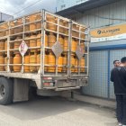 Los operativos se llevan  a cabo en Cotopaxi Imbabura, Chimborazo, Bolívar, Puyo, Pichincha y Carchi.