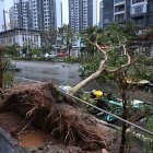 Un árbol arrancado de raíz junto a la carretera en la ciudad de Yangjiang, provincia de Guangdong, China, 24 de septiembre de 2025.