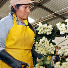 El sector floricultor del país pierde un millón de dólares al día por los paros.
