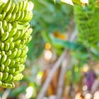 La FAO considera al Fusarium TR4 como una de las plagas más devastadoras del mundo, con efectos en la economía, el comercio y la seguridad alimentaria global.