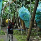 El país vendió 257,44 millones de cajas de 18,14 kg, lo que representa un crecimiento del 4,11%, hasta agosto.