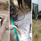 Productores botan la leche al no poder comercializarla por el paro.