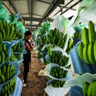 La deuda en firme de la exportadora, según la entidad recaudadora, cayó a $ 3 millones.